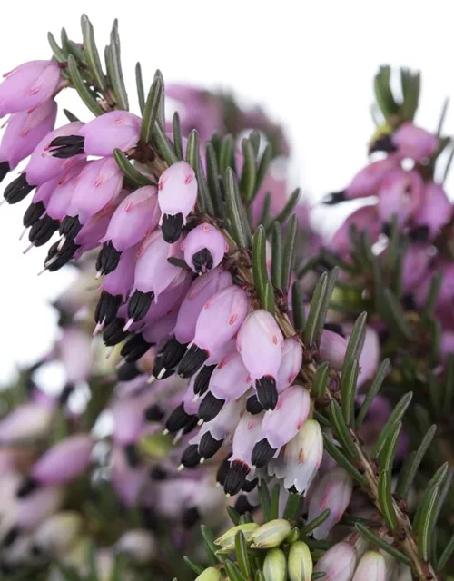 Erica darleyensis 