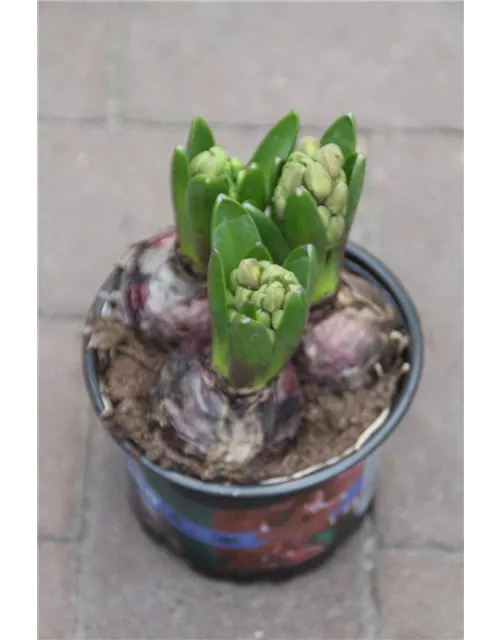 Hyacinte orientalis 