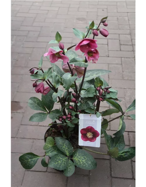 Helleborus 'Anna´s Red' ® -19-