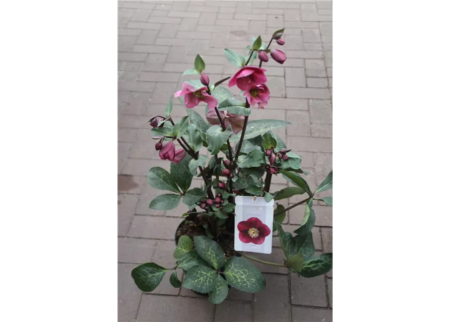 Helleborus 'Anna´s Red' ® -19-