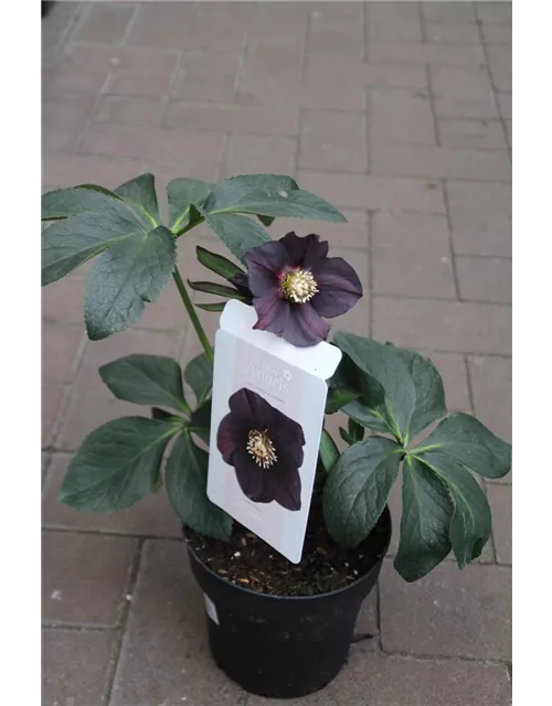 Helleborus Hybride "Abigail"