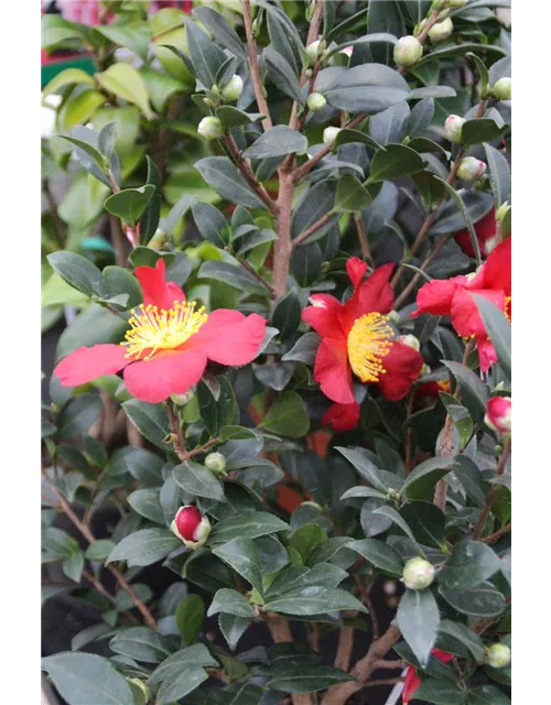 Camellia sasanqua " Yuletide"