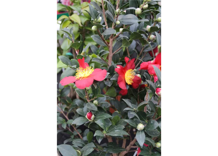 Camellia sasanqua " Yuletide"