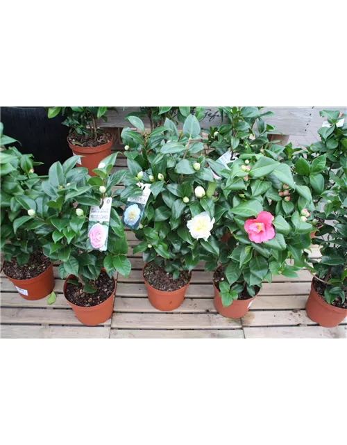 Camellia japonica Pyramide