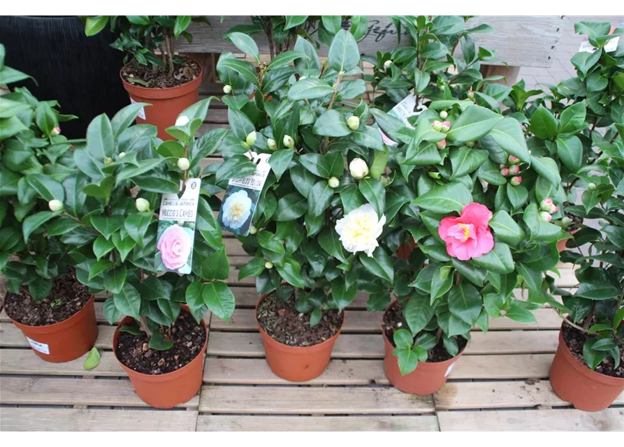 Camellia japonica Pyramide