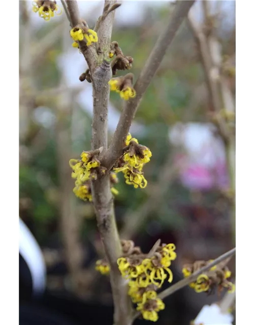 Hamamelis japonica in versch. Sorten 