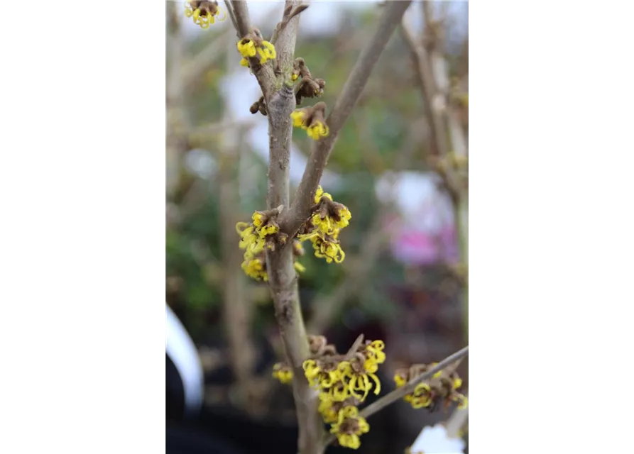 Hamamelis japonica in versch. Sorten 