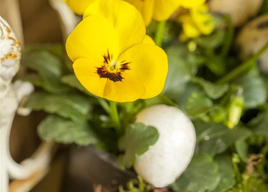 Viola cornuta 