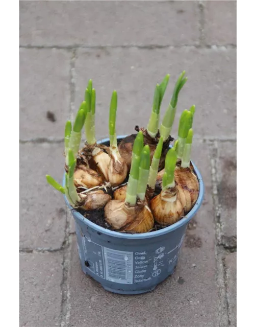 Narcissus Hybride " Tête à tête"