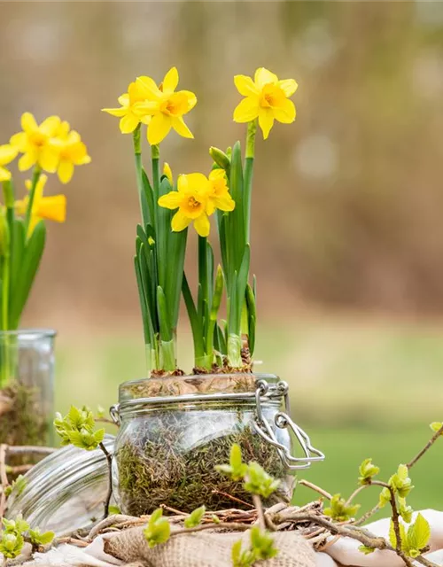 Narcissus Hybride " Tête à tête"