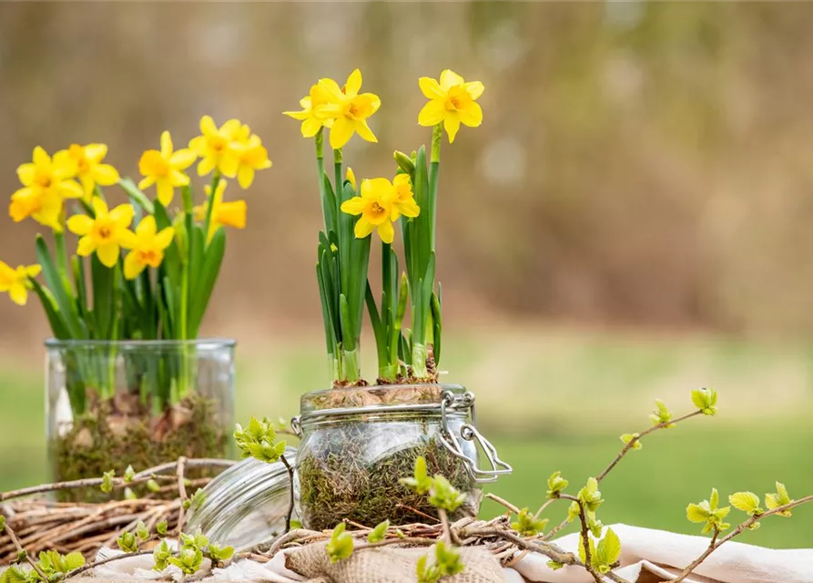 Narcissus Hybride " Tête à tête"