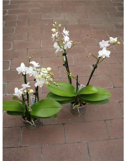 Phalaenopsis 3-4Triebe weiß