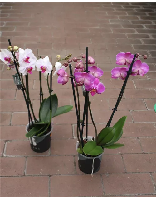 Phalaenopsis 4 Trieber gemischt 