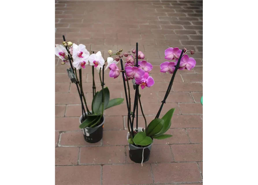 Phalaenopsis 4 Trieber gemischt 