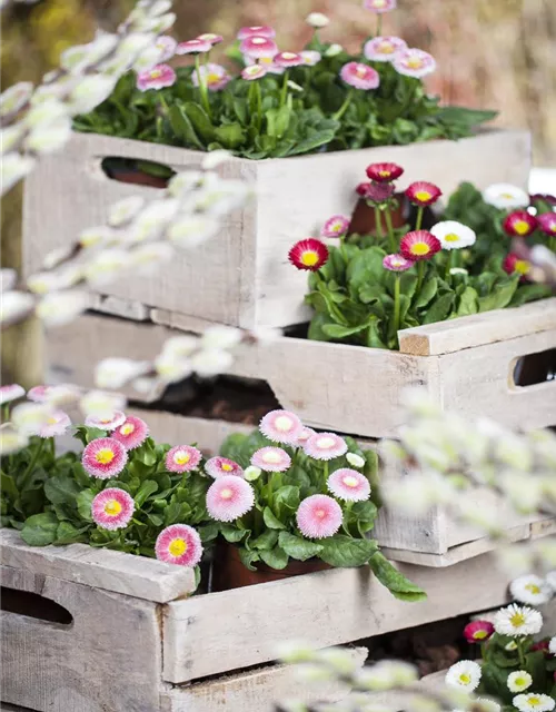 Bellis perennis