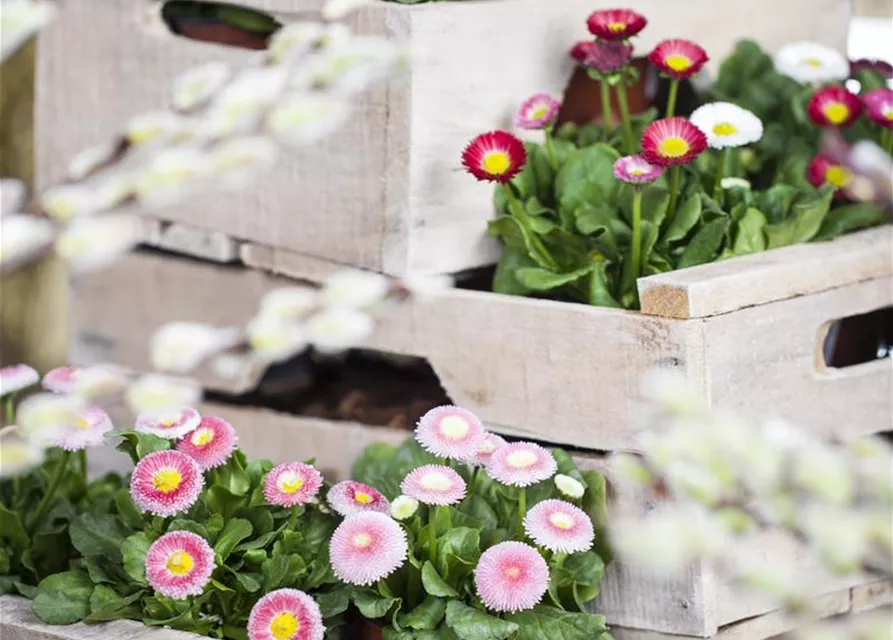 Bellis perennis