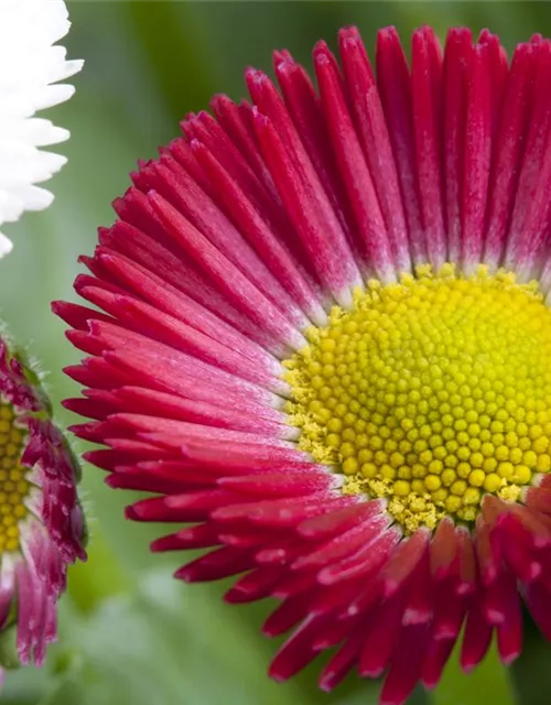 Bellis perennis