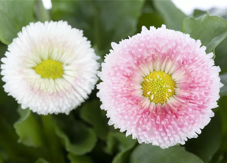 Bellis perennis