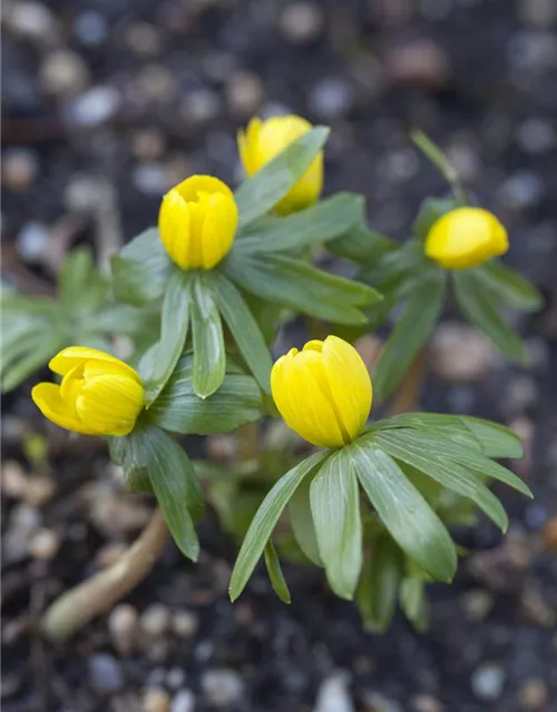 Eranthis hyemalis 