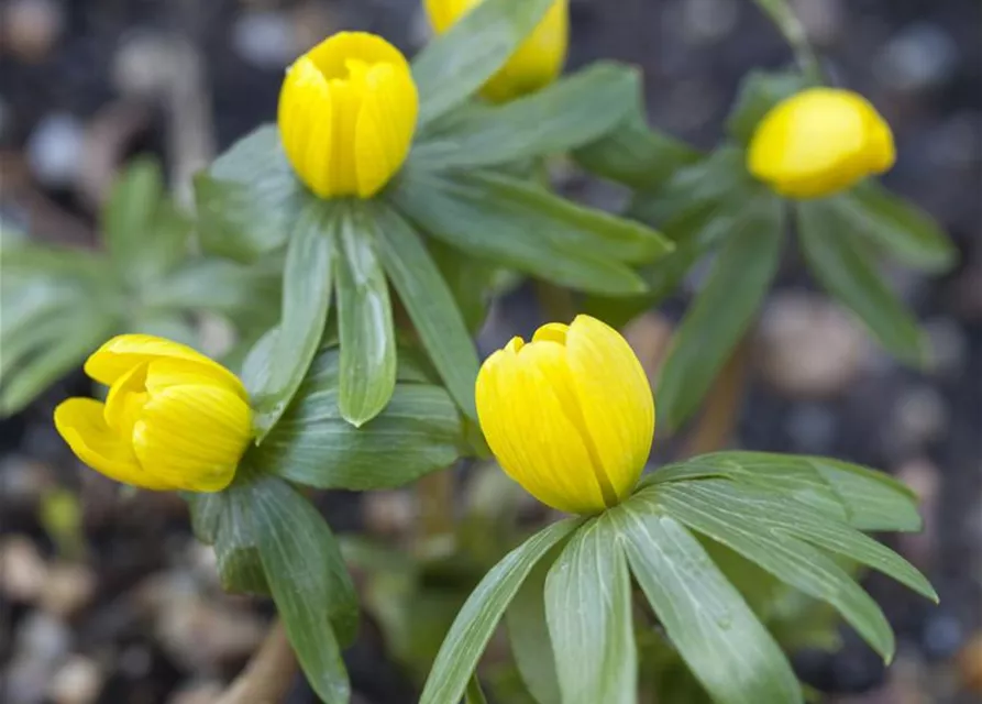 Eranthis hyemalis 