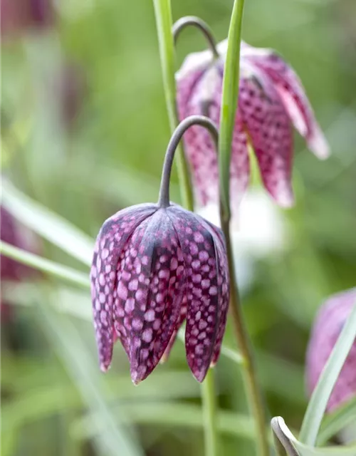 Fritillaria uva-vulpis