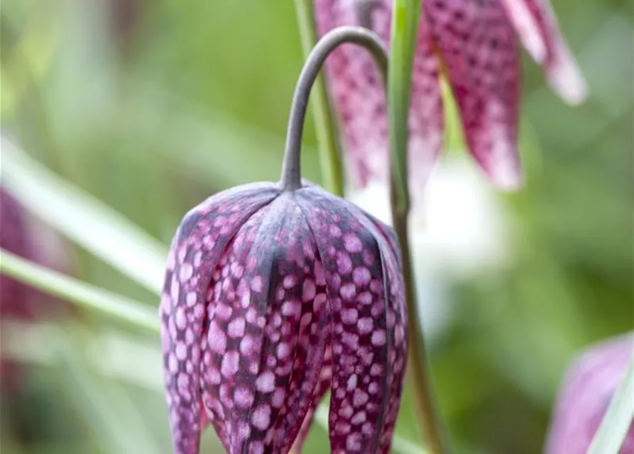 Fritillaria uva-vulpis