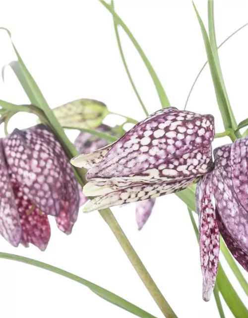 Fritillaria uva-vulpis