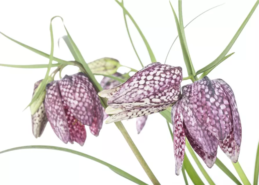 Fritillaria uva-vulpis