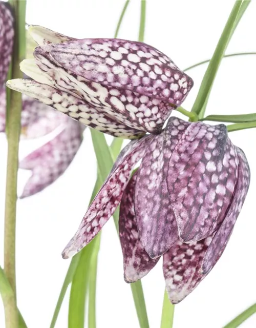 Fritillaria uva-vulpis