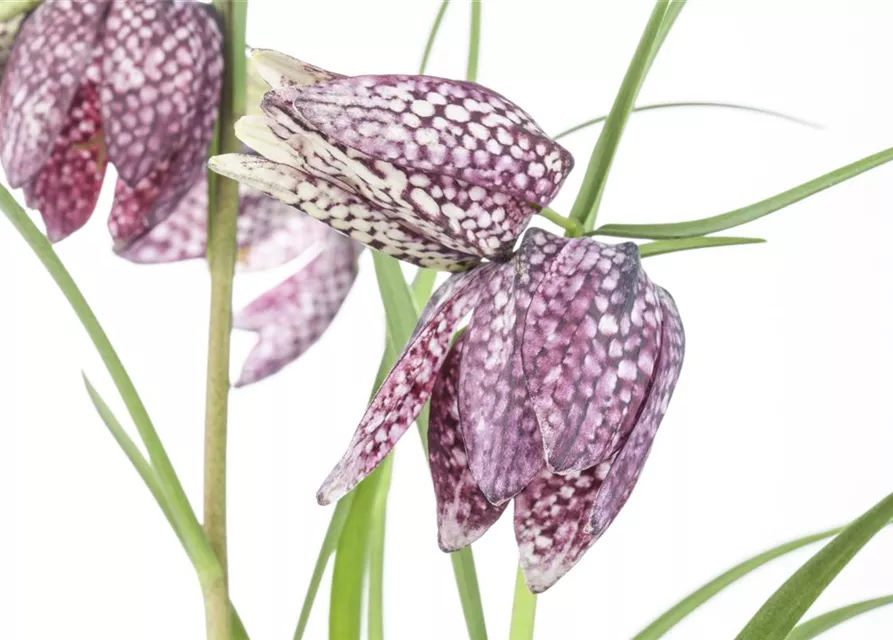 Fritillaria uva-vulpis