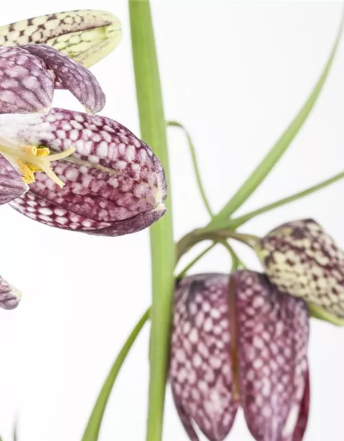 Fritillaria uva-vulpis