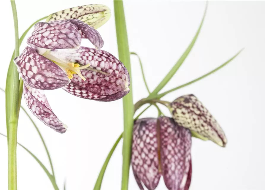 Fritillaria uva-vulpis