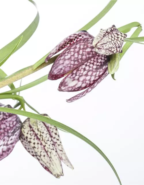 Fritillaria uva-vulpis