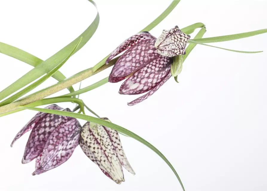 Fritillaria uva-vulpis