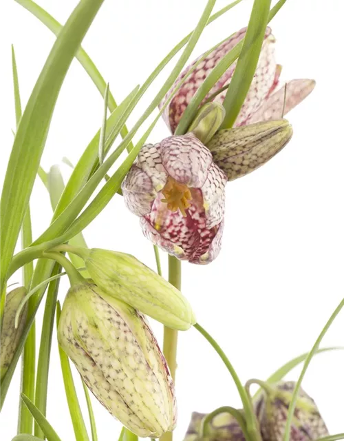 Fritillaria uva-vulpis