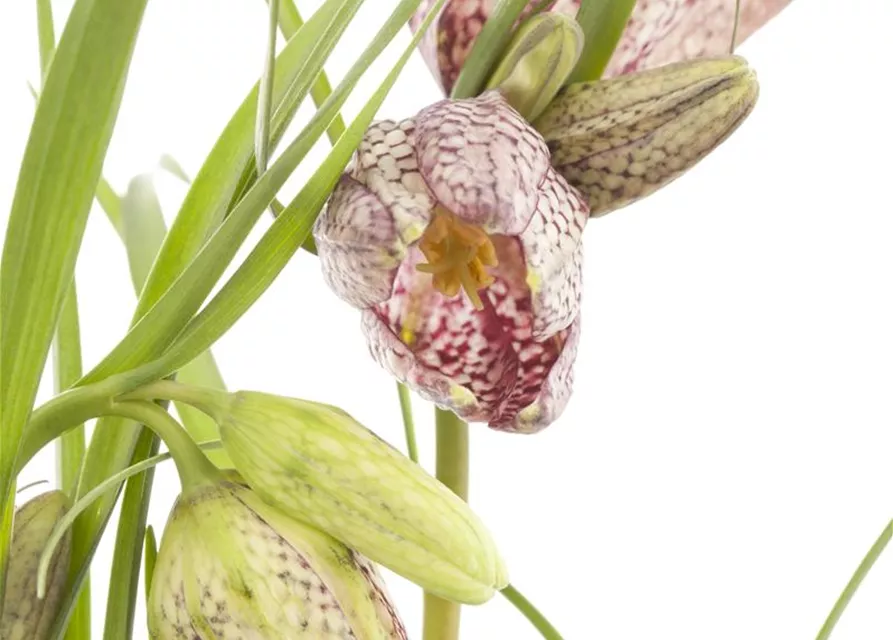 Fritillaria uva-vulpis