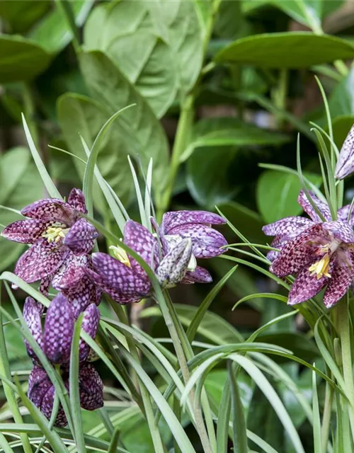 Fritillaria uva-vulpis