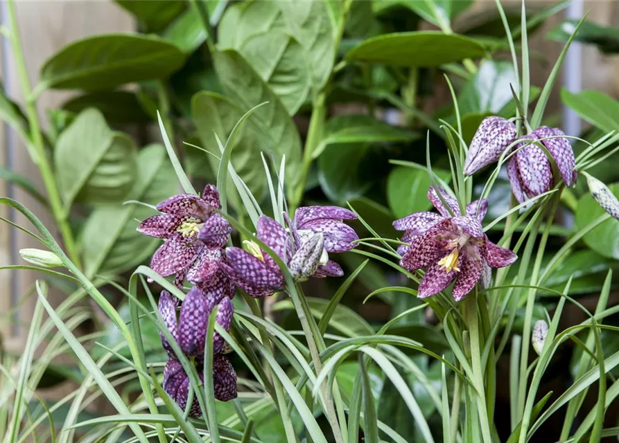 Fritillaria uva-vulpis