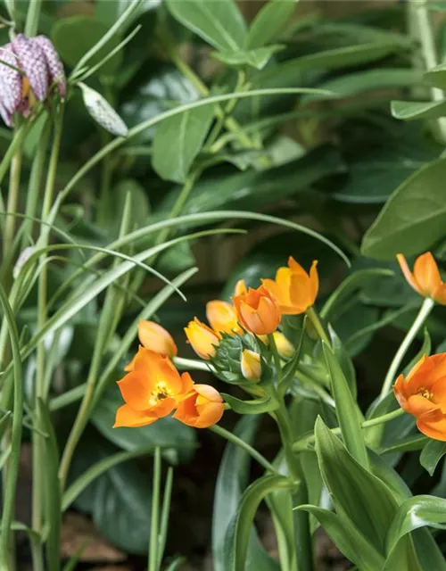 Fritillaria uva-vulpis