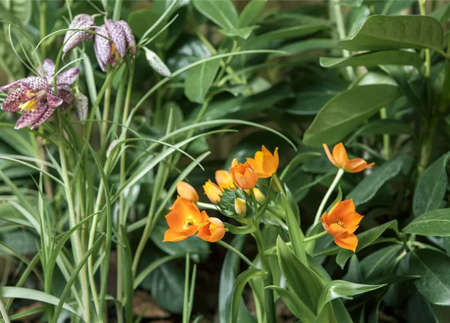 Fritillaria uva-vulpis