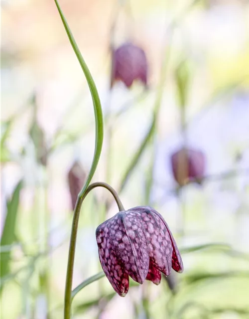 Fritillaria uva-vulpis