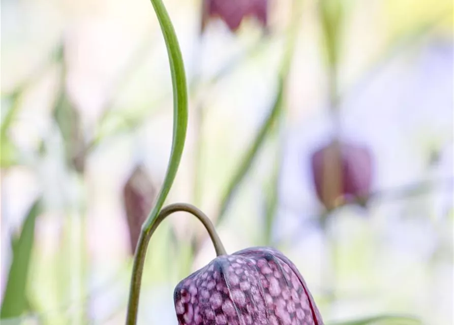 Fritillaria uva-vulpis