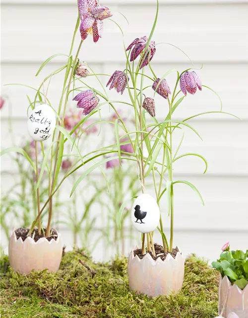 Fritillaria uva-vulpis