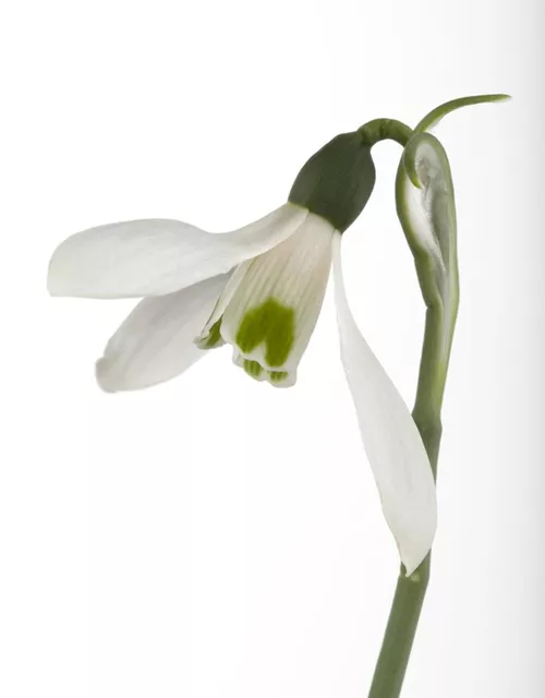 Galanthus Nivalis,