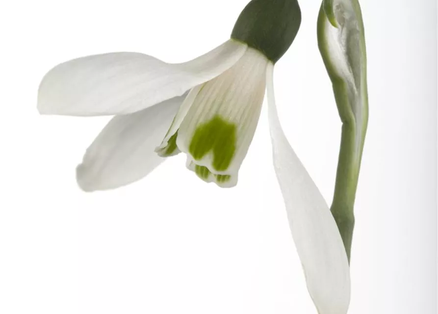 Galanthus Nivalis,