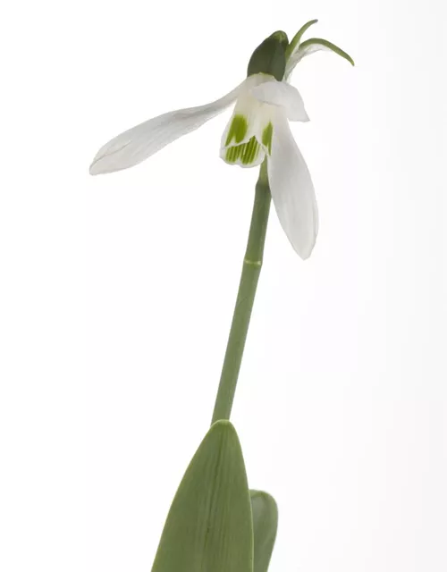 Galanthus Nivalis,