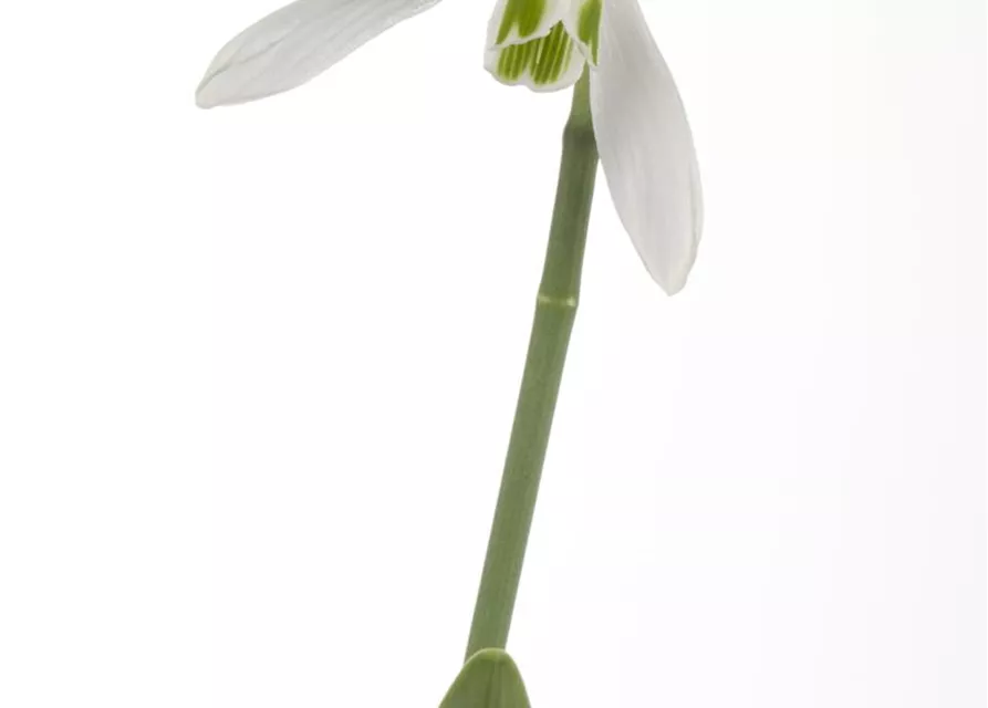 Galanthus Nivalis,