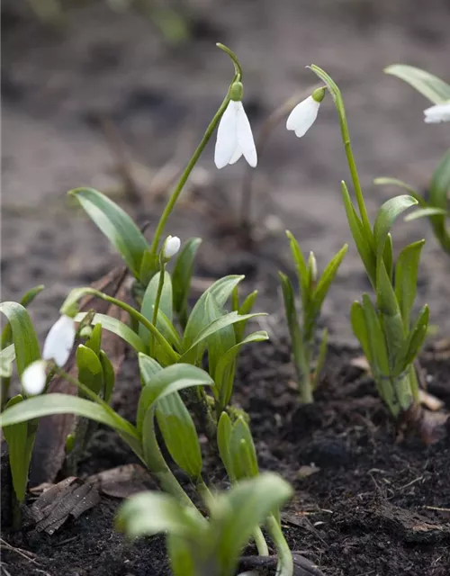 Galanthus Nivalis,