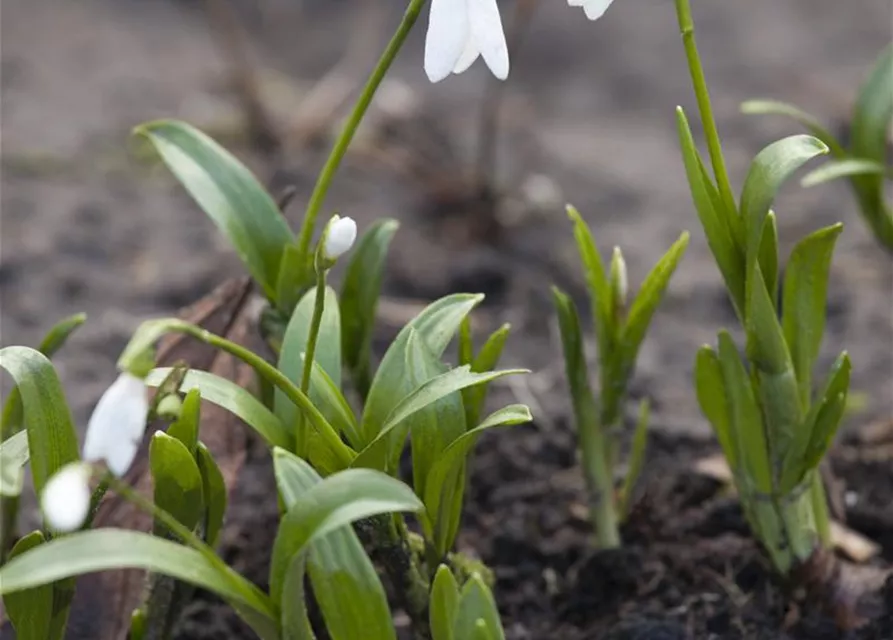 Galanthus Nivalis,