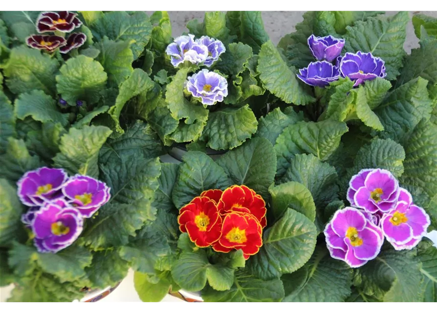 Primula acaulis Hybriden 